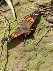 Vanessa indica indica