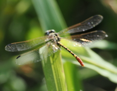 Austroepigomphus turneri