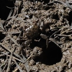 Parasesarma erythodactylum