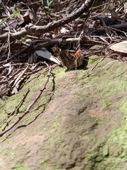 Vanessa indica indica