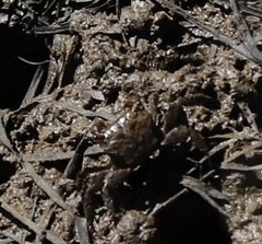 Parasesarma erythodactylum