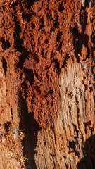 Notoncus spinisquamis