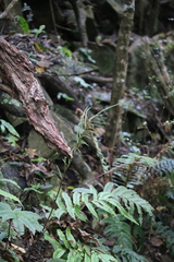 Blechnum procerum