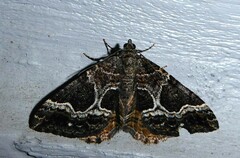 Hydriomena deltoidata
