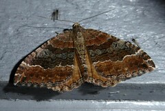 Hydriomena deltoidata