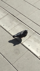 Columba livia domestica