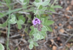 Syncolostemon elliottii