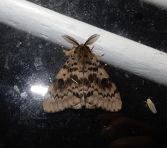 Lymantria aryama