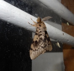 Lymantria aryama
