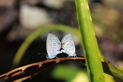 Cupido comyntas texana