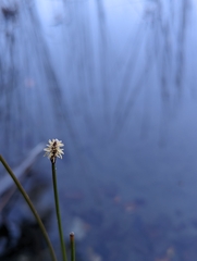 Eleocharis acuta