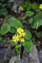 Brachyglottis lagopus