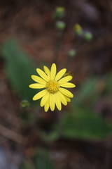 Brachyglottis lagopus