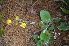 Brachyglottis lagopus