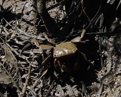 Parasesarma erythodactylum