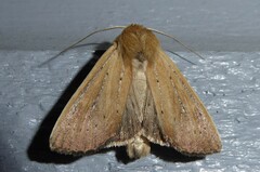 Ichneutica blenheimensis