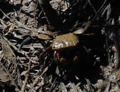 Parasesarma erythodactylum