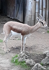 Gazella