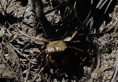 Parasesarma erythodactylum