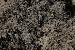 Parasesarma erythodactylum