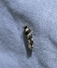 Macrobathra desmotoma