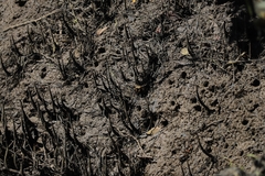 Parasesarma erythodactylum