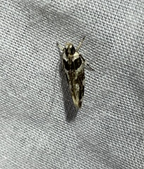 Macrobathra desmotoma