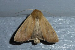 Ichneutica blenheimensis