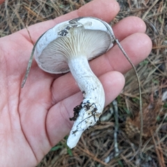 Clitopilus cystidiatus