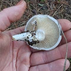 Clitopilus cystidiatus