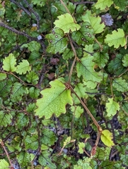 Nothofagus fusca