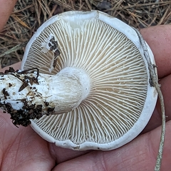 Clitopilus cystidiatus