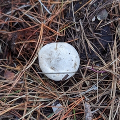 Clitopilus cystidiatus