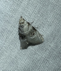 Acatapaustus leucospila