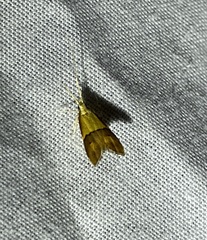 Crocanthes prasinopis