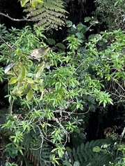 Zosterops lateralis lateralis