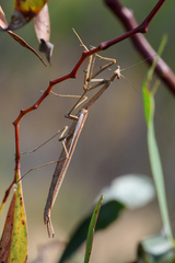 Archimantis latistyla