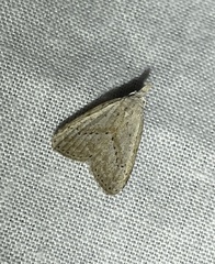 Meganola brunellus