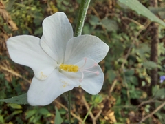 Hibiscus hirtus