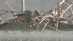 Phoenicurus ochruros