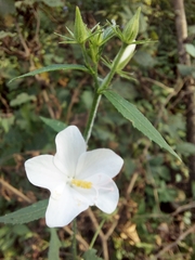 Hibiscus hirtus