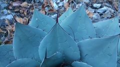 Agave ovatifolia