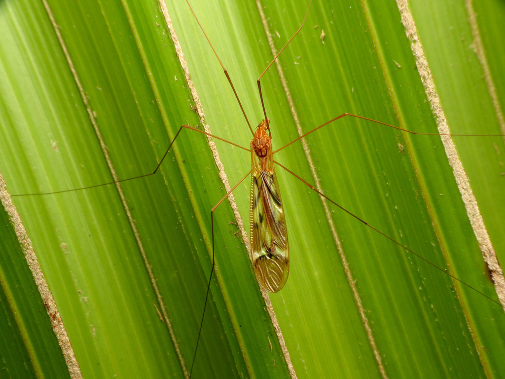 Zelandotipula fulva
