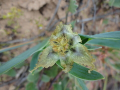 Ferraria variabilis