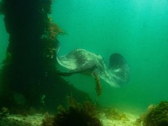 Bathytoshia brevicaudata
