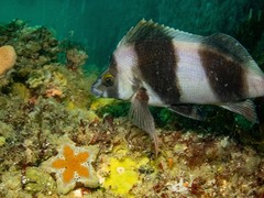 Pseudogoniistius nigripes