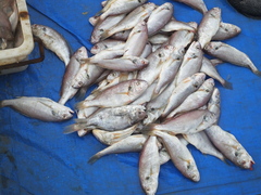 Pennahia argentata