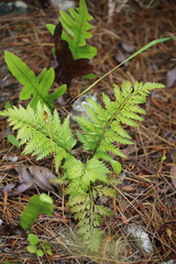 Asplenium appendiculatum