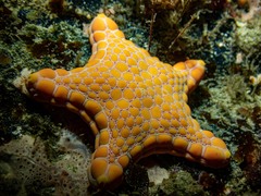 Pentagonaster duebeni