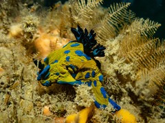 Tambja verconis